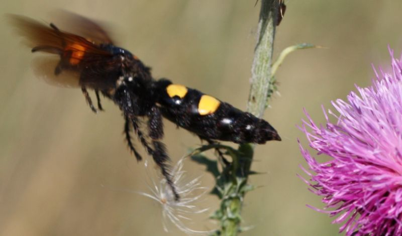 Scoliidae: femmina di Megascolia maculata flavifrons